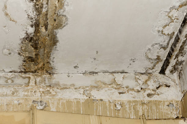 Best Asbestos and Lead Testing During Mold Inspection  in Beach, ND